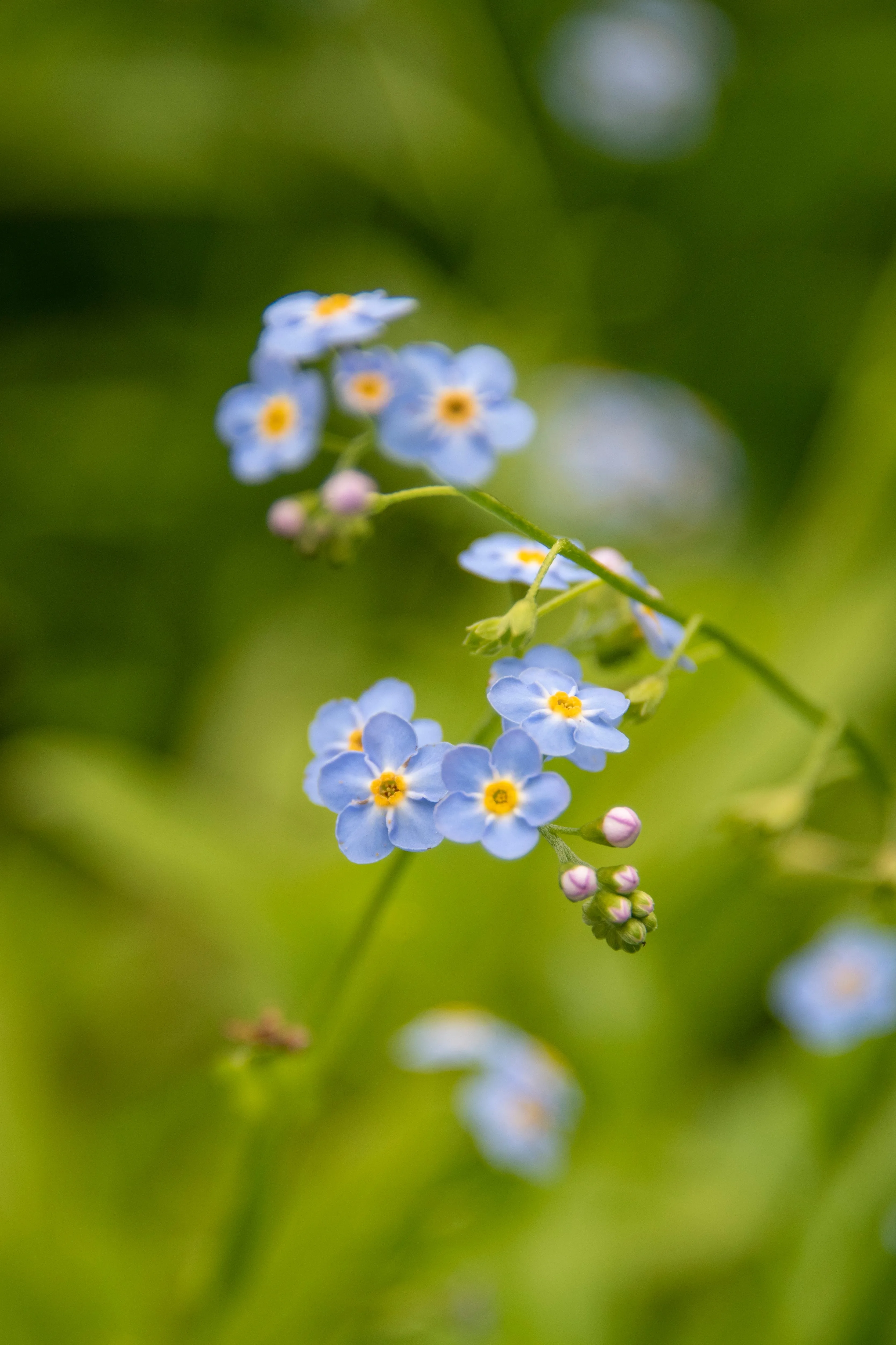 The Mariella - Our Round Forget-Me-Not French Hook Earrings